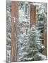 Snowy Pine Forest 3-Don Paulson-Mounted Giclee Print