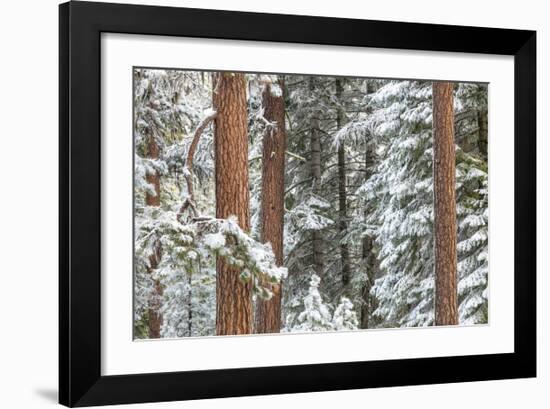 Snowy Pine Forest-Don Paulson-Framed Giclee Print