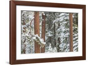 Snowy Pine Forest-Don Paulson-Framed Giclee Print