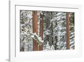 Snowy Pine Forest-Don Paulson-Framed Giclee Print