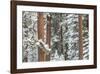 Snowy Pine Forest-Don Paulson-Framed Giclee Print