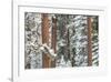 Snowy Pine Forest-Don Paulson-Framed Giclee Print