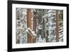 Snowy Pine Forest-Don Paulson-Framed Giclee Print