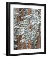 Snowy Pine Forest-Don Paulson-Framed Giclee Print