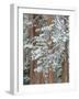 Snowy Pine Forest-Don Paulson-Framed Giclee Print