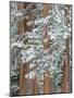 Snowy Pine Forest-Don Paulson-Mounted Giclee Print