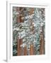 Snowy Pine Forest-Don Paulson-Framed Giclee Print