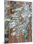 Snowy Pine Forest-Don Paulson-Mounted Giclee Print