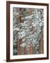 Snowy Pine Forest-Don Paulson-Framed Giclee Print