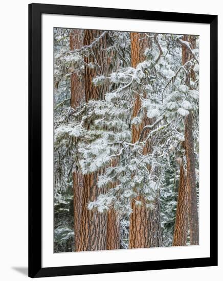 Snowy Pine Forest-Don Paulson-Framed Giclee Print