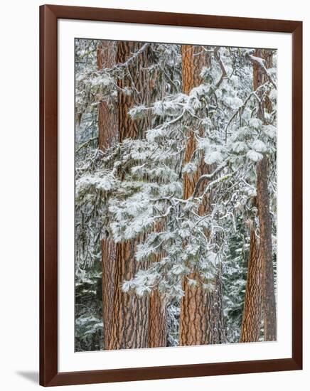 Snowy Pine Forest-Don Paulson-Framed Giclee Print