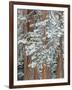 Snowy Pine Forest-Don Paulson-Framed Giclee Print