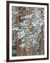 Snowy Pine Forest-Don Paulson-Framed Giclee Print