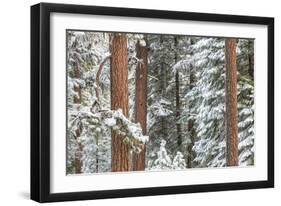 Snowy Pine Forest-Don Paulson-Framed Giclee Print