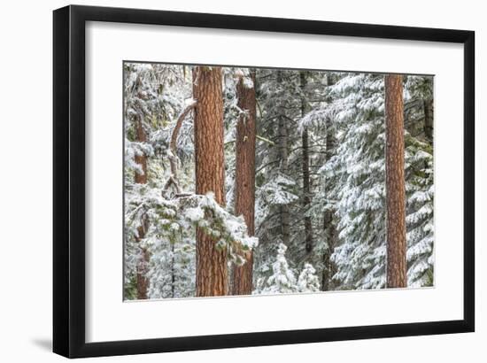 Snowy Pine Forest-Don Paulson-Framed Giclee Print