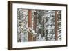 Snowy Pine Forest-Don Paulson-Framed Giclee Print