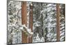 Snowy Pine Forest-Don Paulson-Mounted Giclee Print