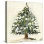 Snowy Pine Tree-Jenny Westenhofer-Stretched Canvas