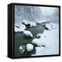 Snowy Riverbank-Micha Pawlitzki-Framed Stretched Canvas