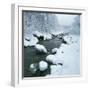 Snowy Riverbank-Micha Pawlitzki-Framed Premium Photographic Print