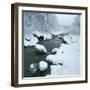 Snowy Riverbank-Micha Pawlitzki-Framed Photographic Print