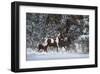 Snowy Runners-Steve Hunziker-Framed Art Print