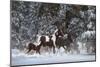 Snowy Runners-Steve Hunziker-Mounted Art Print
