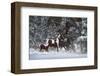 Snowy Runners-Steve Hunziker-Framed Art Print