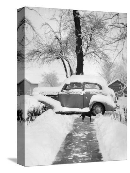 Stretched Canvas Print, , large
