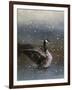 Snowy Swim-Jai Johnson-Framed Giclee Print