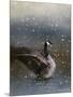 Snowy Swim-Jai Johnson-Mounted Giclee Print