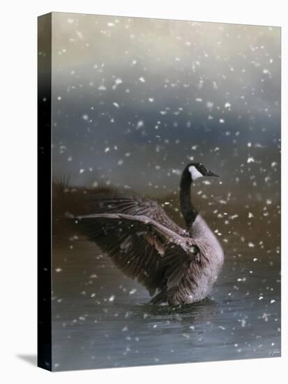 Snowy Swim-Jai Johnson-Stretched Canvas