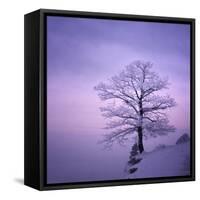 Snowy Tree in A Winter Twilight-gestockphoto-Framed Stretched Canvas