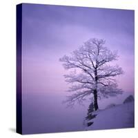 Snowy Tree in A Winter Twilight-gestockphoto-Stretched Canvas