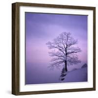 Snowy Tree in A Winter Twilight-gestockphoto-Framed Photographic Print