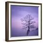 Snowy Tree in A Winter Twilight-gestockphoto-Framed Photographic Print