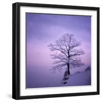 Snowy Tree in A Winter Twilight-gestockphoto-Framed Photographic Print