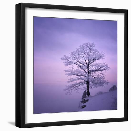 Snowy Tree in A Winter Twilight-gestockphoto-Framed Photographic Print