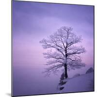 Snowy Tree in A Winter Twilight-gestockphoto-Mounted Photographic Print