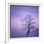 Snowy Tree in A Winter Twilight-gestockphoto-Framed Photographic Print