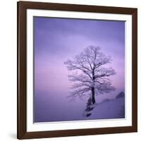 Snowy Tree in A Winter Twilight-gestockphoto-Framed Photographic Print