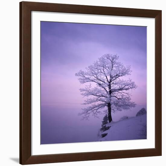 Snowy Tree in A Winter Twilight-gestockphoto-Framed Photographic Print