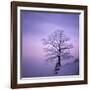 Snowy Tree in A Winter Twilight-gestockphoto-Framed Photographic Print