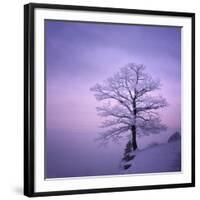 Snowy Tree in A Winter Twilight-gestockphoto-Framed Photographic Print