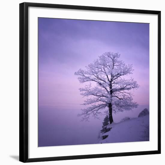 Snowy Tree in A Winter Twilight-gestockphoto-Framed Photographic Print