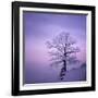 Snowy Tree in A Winter Twilight-gestockphoto-Framed Photographic Print