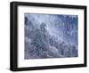 Snowy Trees on Mountain Slope, Morton Overlook, Great Smoky Mountains National Park, Tennessee, USA-Adam Jones-Framed Photographic Print