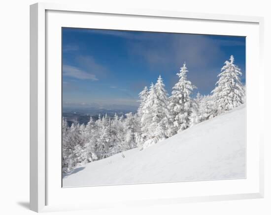 Snowy Trees on the Slopes of Mount Cardigan, Canaan, New Hampshire, USA-Jerry & Marcy Monkman-Framed Photographic Print