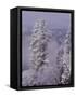 Snowy Trees-Bill Ross-Framed Stretched Canvas