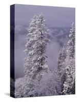 Snowy Trees-Bill Ross-Stretched Canvas